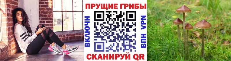 Купить  Нытва  Псилоцибиновые грибы Psilocybe 